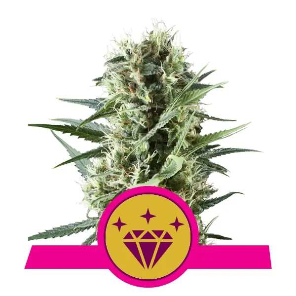 SPECIAL KUSH 1 ROYAL QUEEN SEEDS FEM