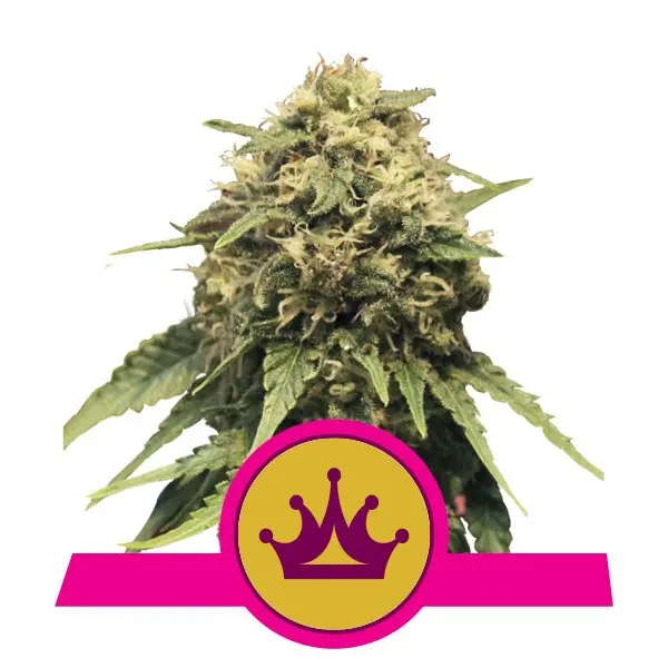 SPECIAL QUEEN 1 ROYAL QUEEN SEEDS FEM