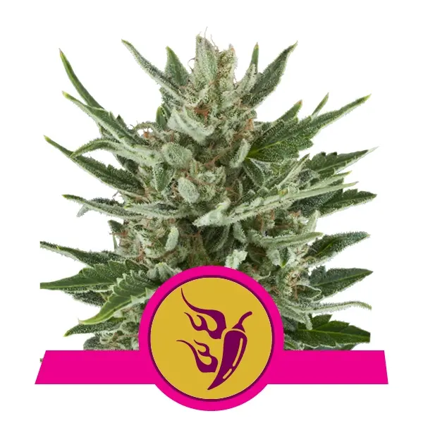 SPEEDY CHILE (FAST FLOWERING) ROYAL QUEEN SEEDS