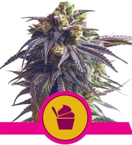 SUNDAE DRIVER ROYAL QUEEN SEEDS FEM