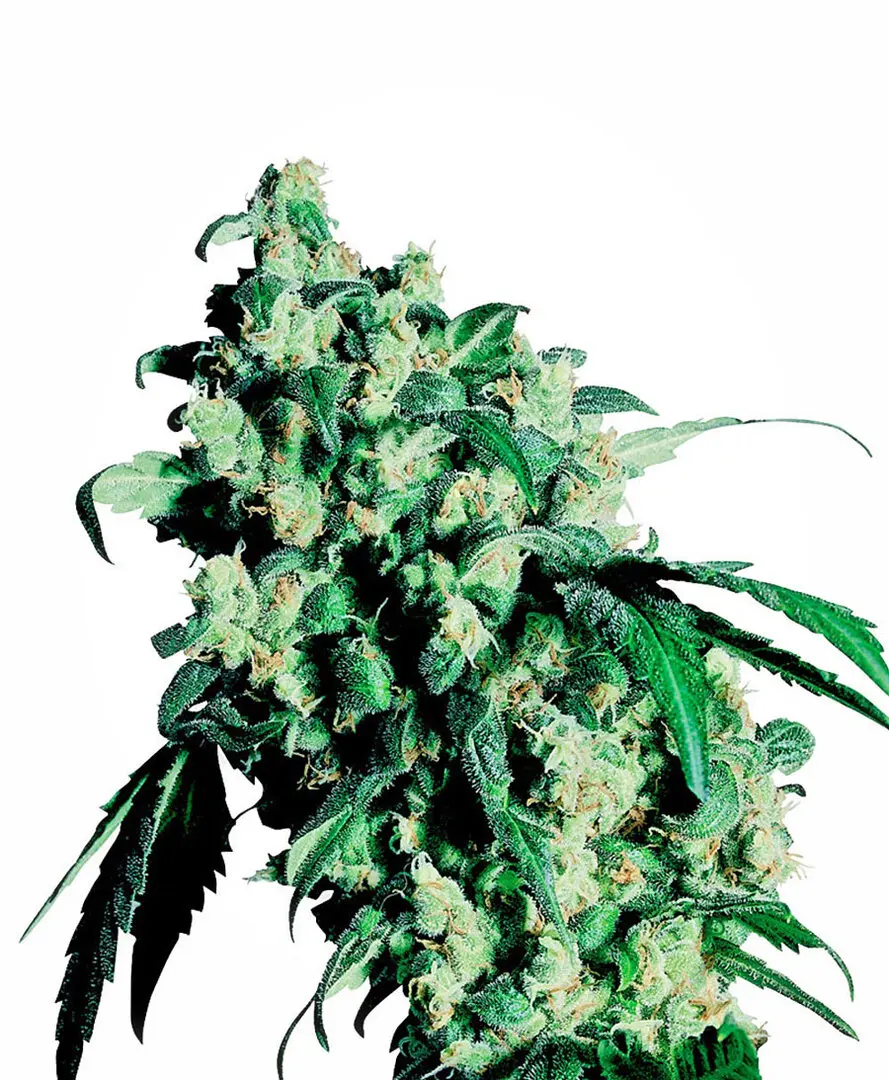 SUPER SKUNK® SENSI SEEDS REG