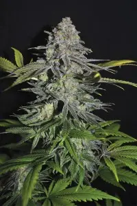 SUPER SKUNK SEEDSALAD FEM