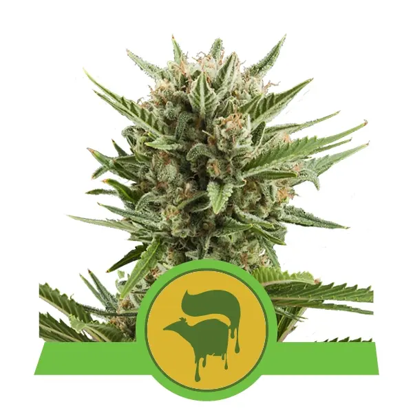 SWEET SKUNK AUTOMATIC ROYAL QUEEN SEEDS