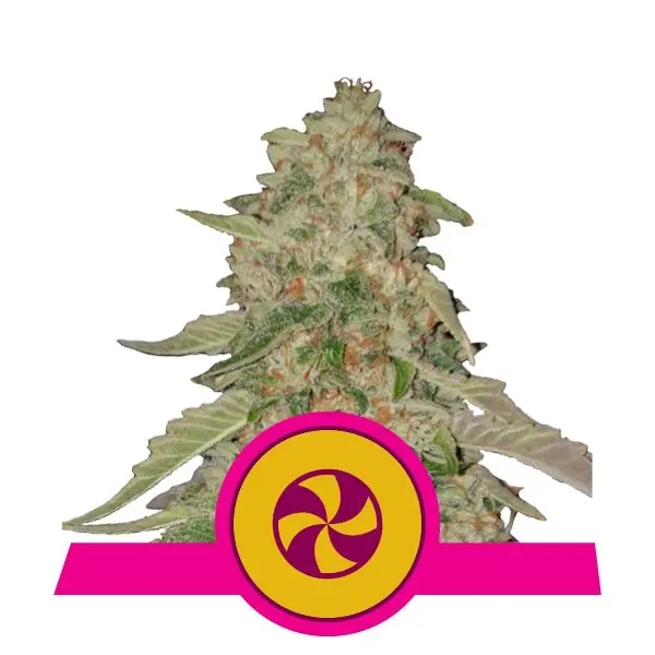 SWEET ZZ ROYAL QUEEN SEEDS FEM