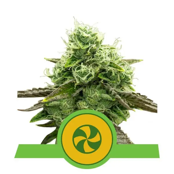 SWEET ZZ AUTOMATIC ROYAL QUEEN SEEDS