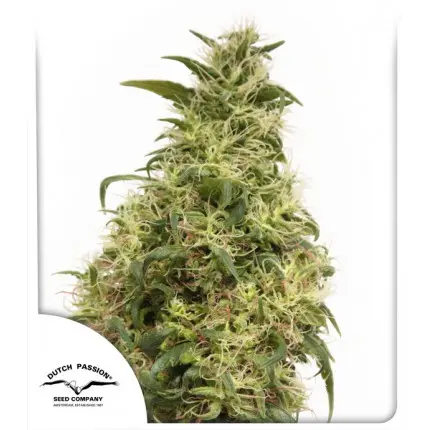 THC-VICTORY® DUTCH PASSION FEM