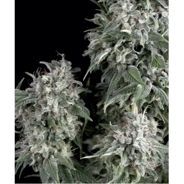 THE PALMAR TRIKOMA SEEDS FEM