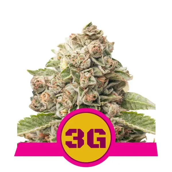 TRIPLE G ROYAL QUEEN SEEDS FEM