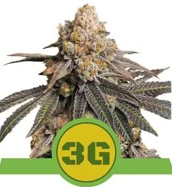 TRIPLE G AUTOMATIC ROYAL QUEEN SEEDS