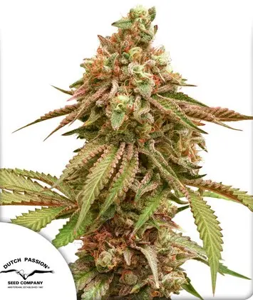 TROPICAL TANGIE DUTCH PASSION FEM