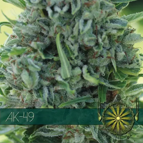 AK-49 - VISION SEEDS FEM