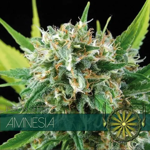 AMNESIA - VISION SEEDS FEM