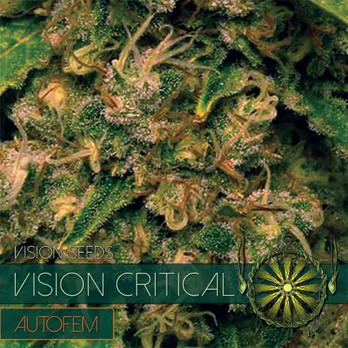 VISION CRITICAL - AUTOFEM - VISION SEEDS