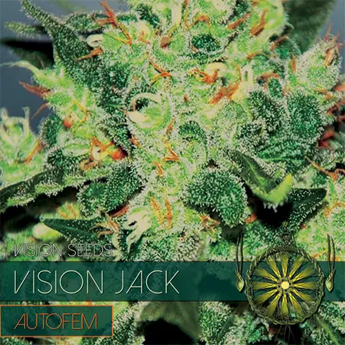 VISION JACK - AUTOFEM - VISION SEEDS