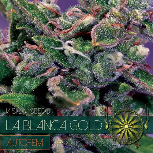 LA BLANCA GOLD AUTOFEM - VISION SEEDS