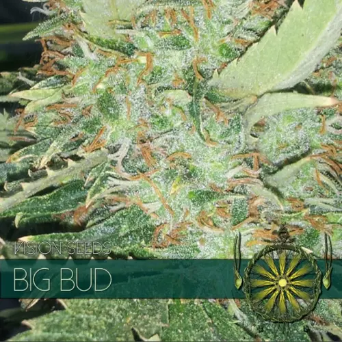 BIG BUD - VISION SEEDS FEM