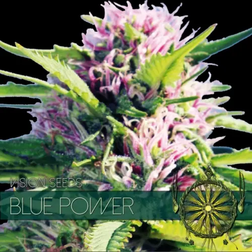 BLUE POWER - VISION SEEDS FEM