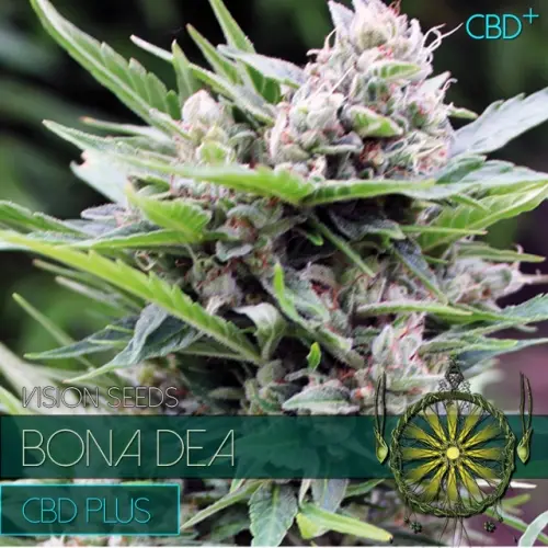 BONA DEA – CDB+ - VISION SEEDS