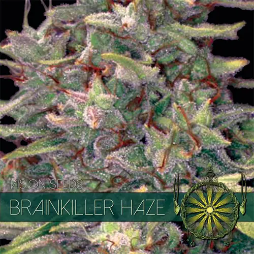 BRAINKILLER HAZE - VISION SEEDS FEM