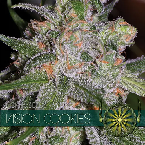 VISION COOKIES - VISION SEEDS FEM