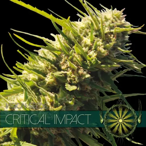 CRITICAL IMPACT - VISION SEEDS FEM