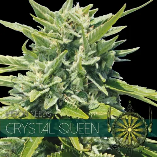 CRYSTAL QUEEN - VISION SEEDS FEM