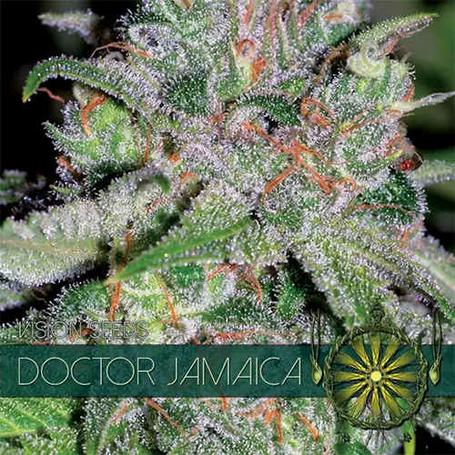 DOCTOR JAMAICA - VISION SEEDS FEM