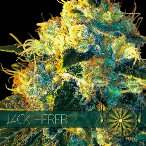 JACK HERER - VISION SEEDS FEM