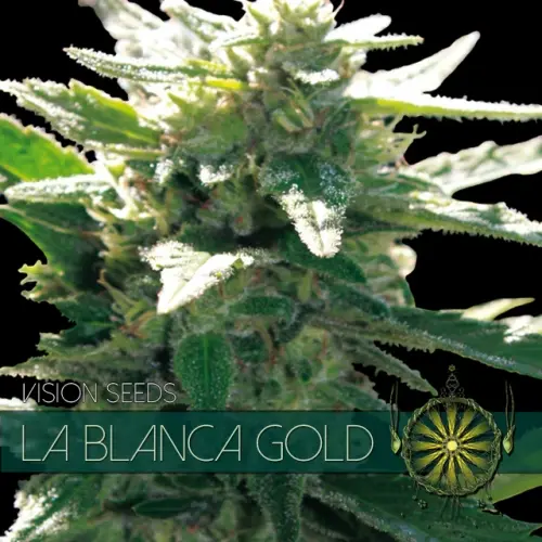 LA BLANCA GOLD - VISION SEEDS FEM