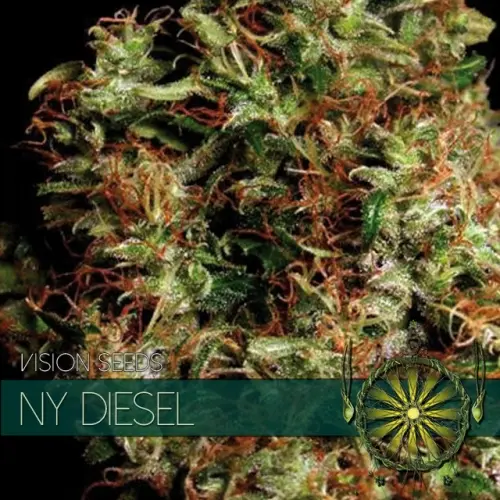 NY DIESEL - VISION SEEDS FEM