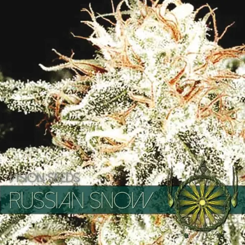 RUSSIAN SNOW - VISION SEEDS FEM