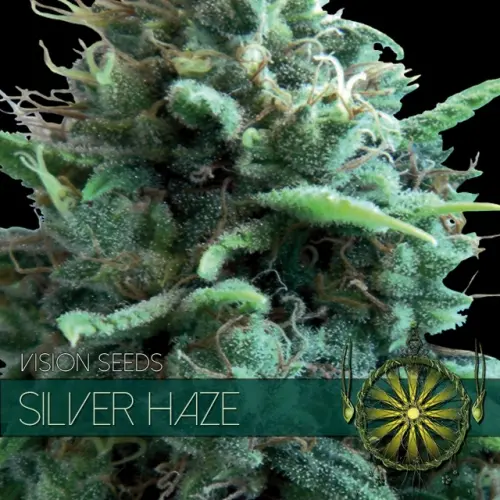 SILVER HAZE - VISION SEEDS FEM