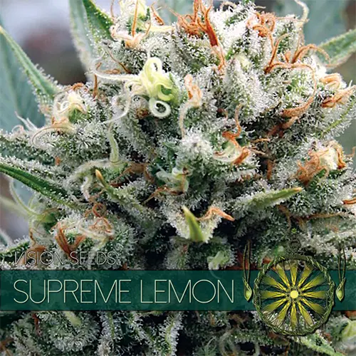 SUPREME LEMON - VISION SEEDS FEM