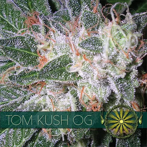 TOM KUSH OG - VISION SEEDS FEM