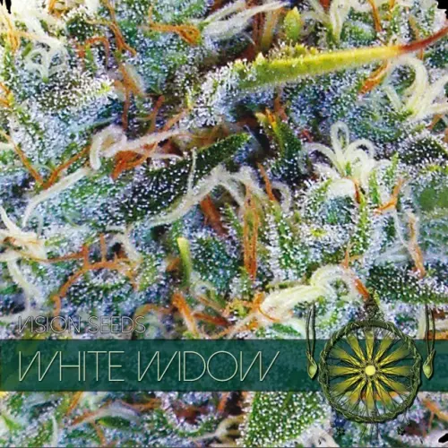 WHITE WIDOW - VISION SEEDS FEM