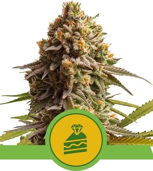 WEDDING CAKE AUTOMATIC ROYAL QUEEN SEEDS