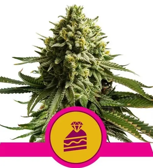 WEDDING CAKE ROYAL QUEEN SEEDS FEM