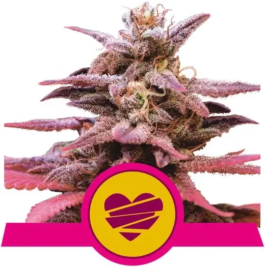 WEDDING CRASHER ROYAL QUEEN SEEDS FEM