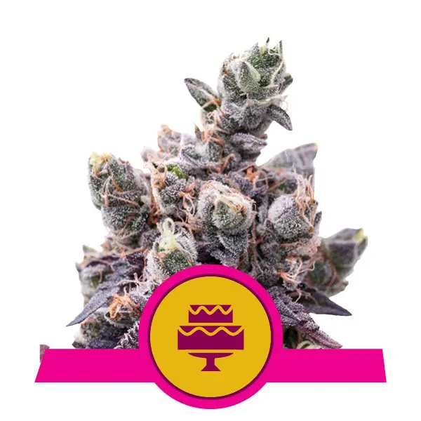 WEDDING GELATO ROYAL QUEEN SEEDS FEM