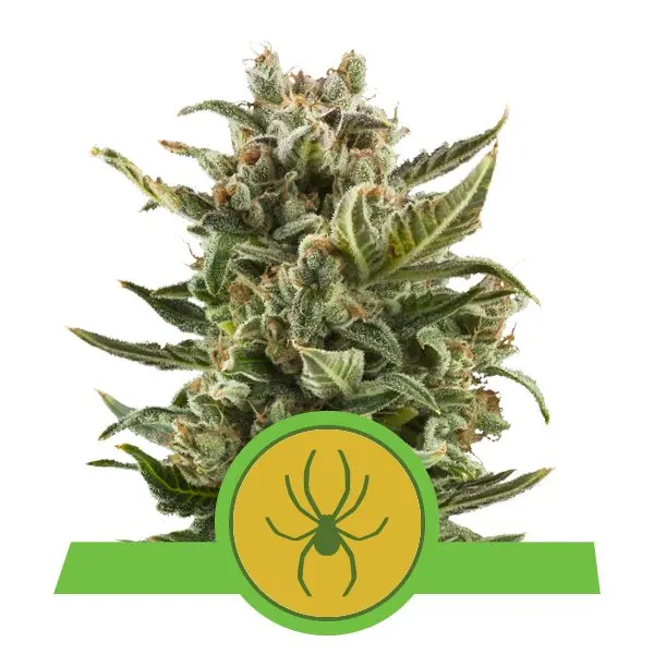 WHITE WIDOW AUTOMATIC ROYAL QUEEN SEEDS