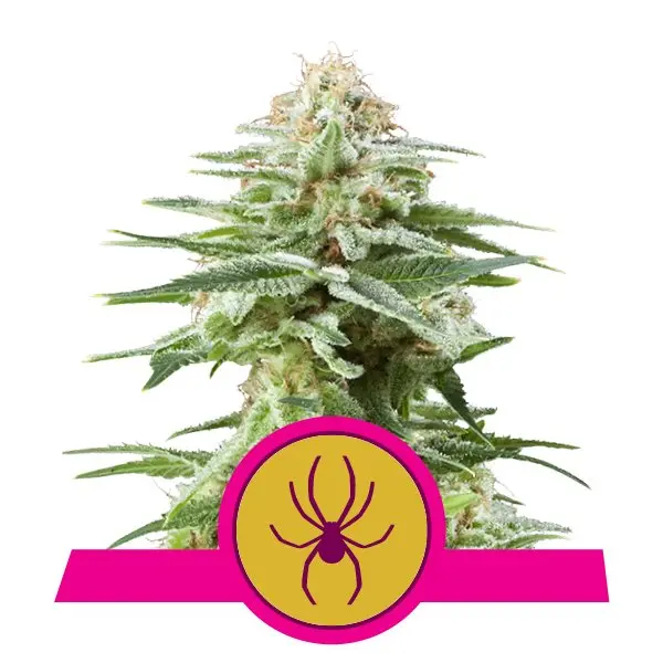 WHITE WIDOW ROYAL QUEEN SEEDS FEM