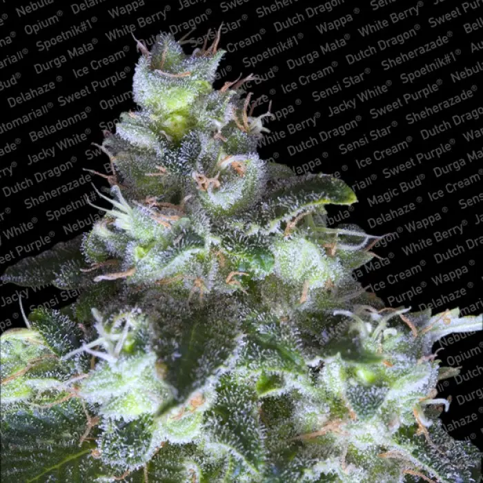 ORIGINAL WHITE WIDOW (IBL) PARADISE SEEDS FEM