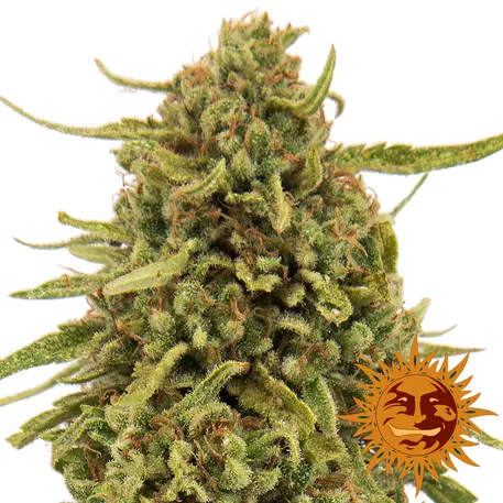 WIDOW REMEDY BARNEY'S FARM REG