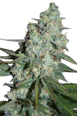 WONDER SKUNK SEEDMAKERS FEM