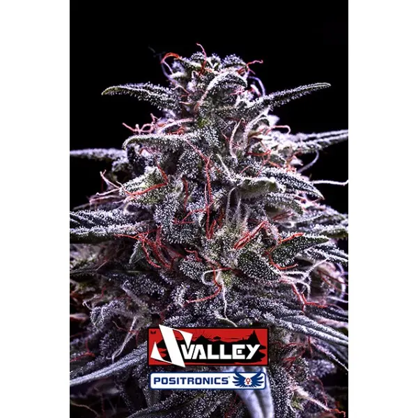 Z VALLEY POSITRONICS INDICA